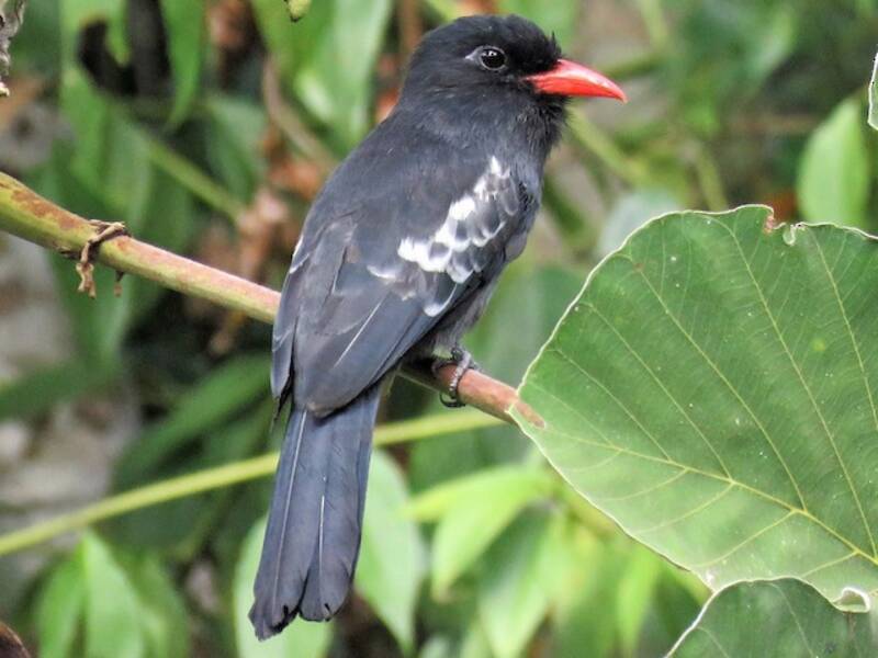 Black Nunbird, Photos 2