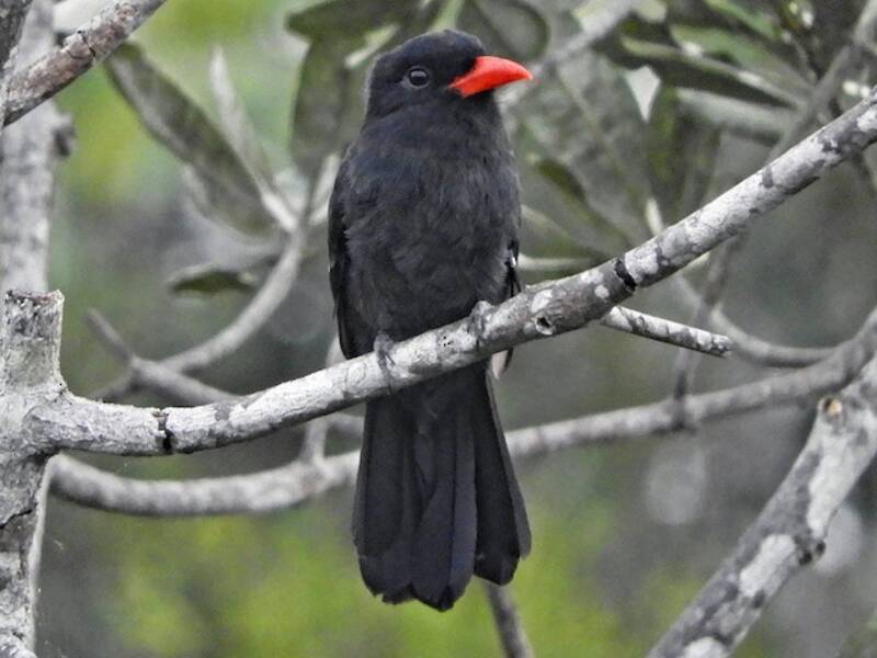 Black Nunbird, Photos 3