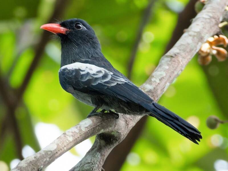 Black Nunbird, Photos 4