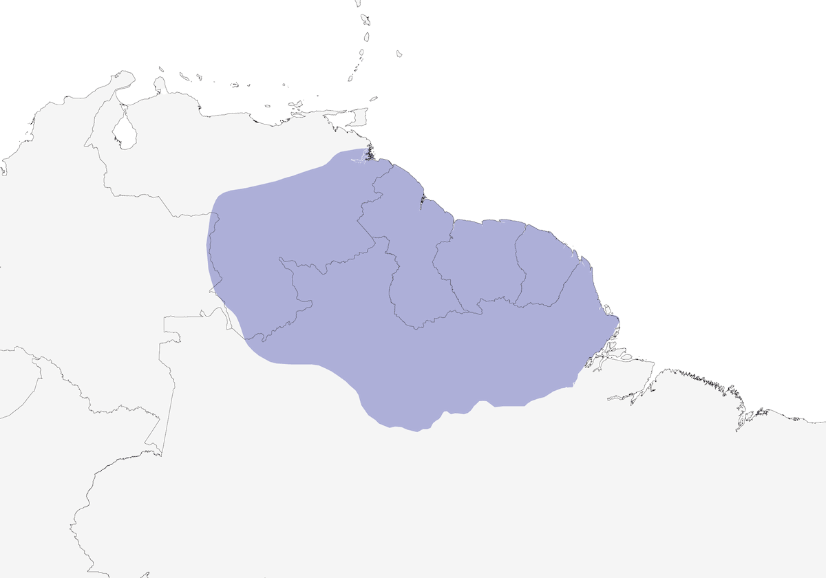 Black Nunbird, Distribution 1