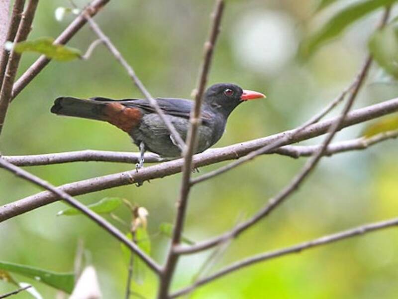 Oropéndola Negra