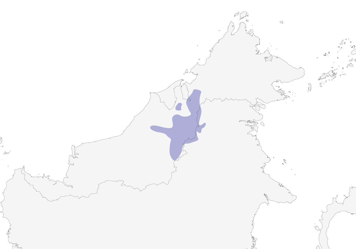 Oropéndola Negra, Distribución 1