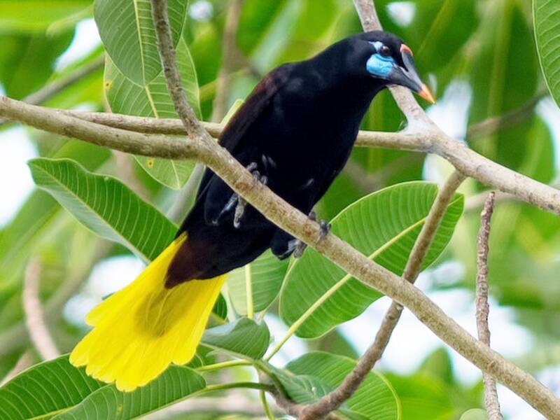 Oropendola nera, Foto 3