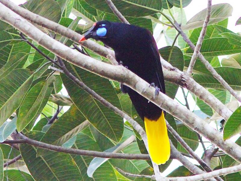 Oropendola nera, Foto 2