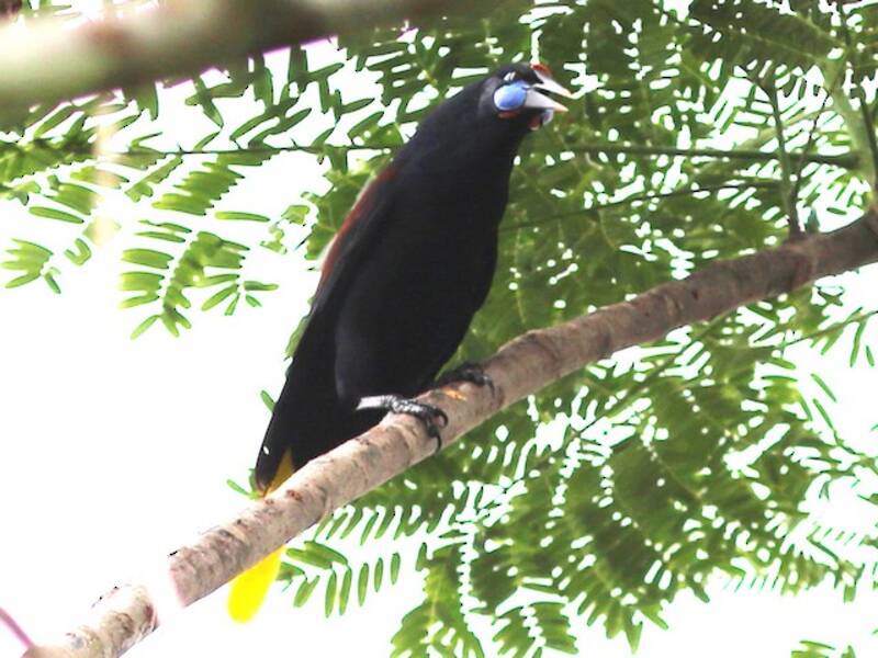 Oropendola noire