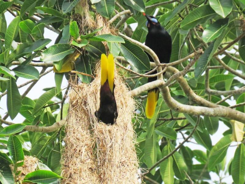 Oropendola nera, Foto 4