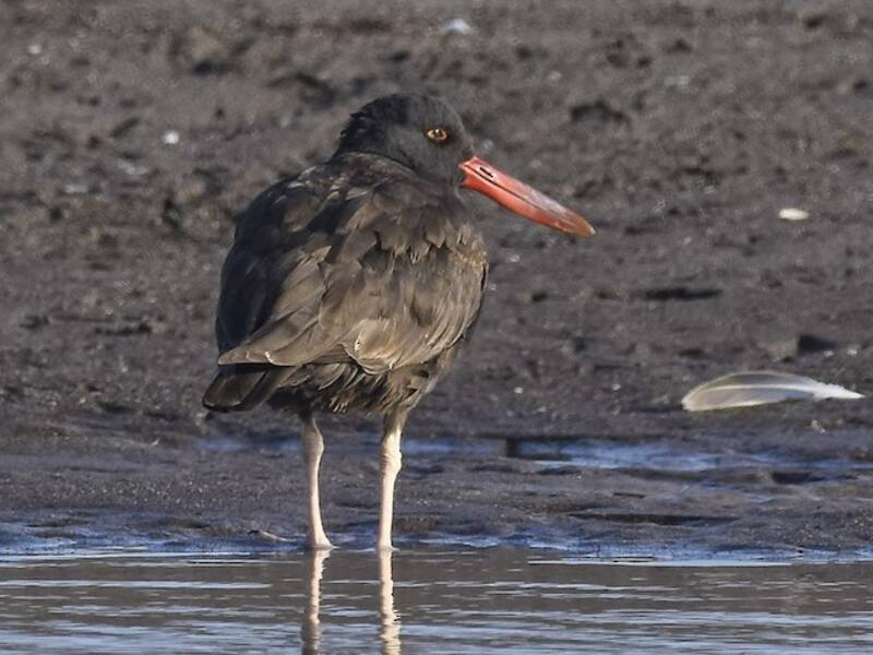 Beccaccia di mare nerastra, Foto 3
