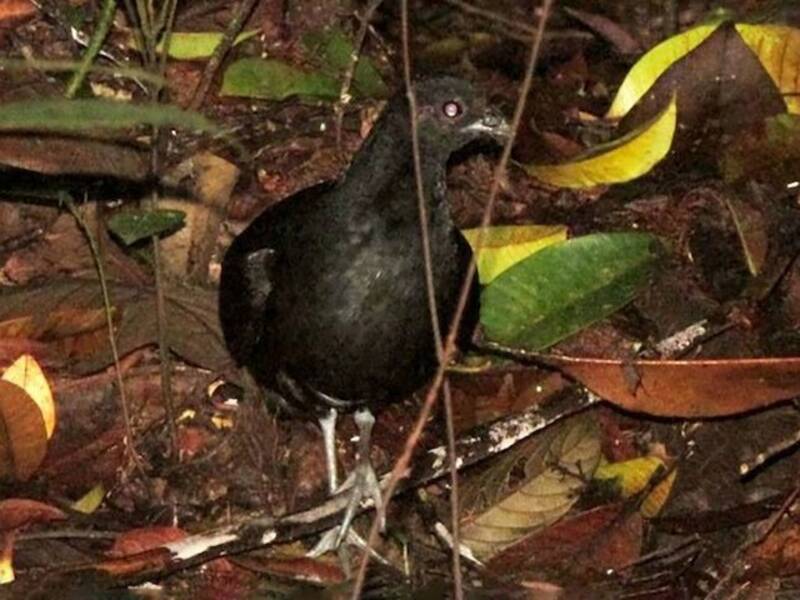 Pernice nera
