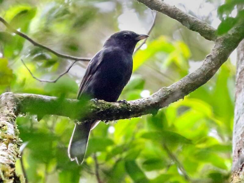 Black Pitohui