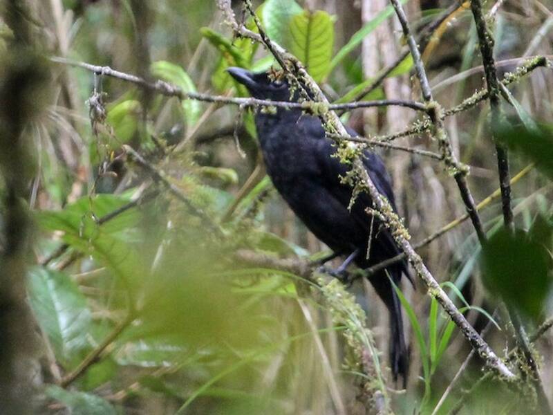 Pitohui nero, Foto 2