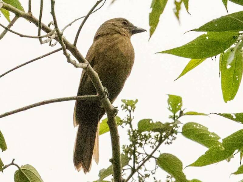 Pitohui nero, Foto 4