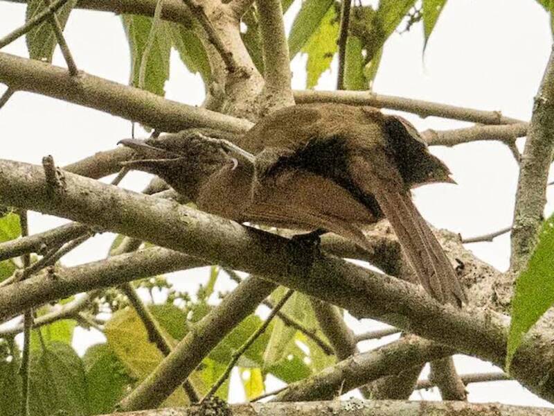 Pitohui nero, Foto 3