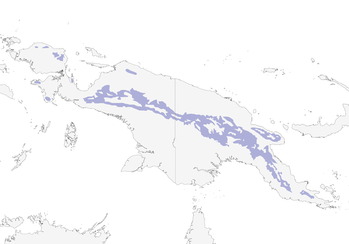 Pitohui nero, Distribuzione 1
