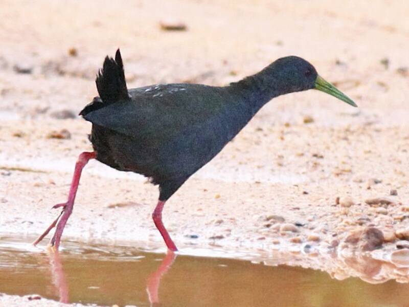 Blackish Rail, Photos 2