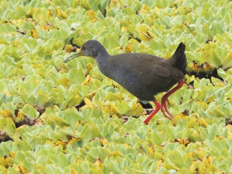 Blackish Rail, Photos 4