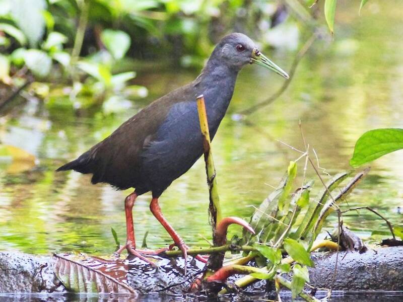 Blackish Rail, Photos 3