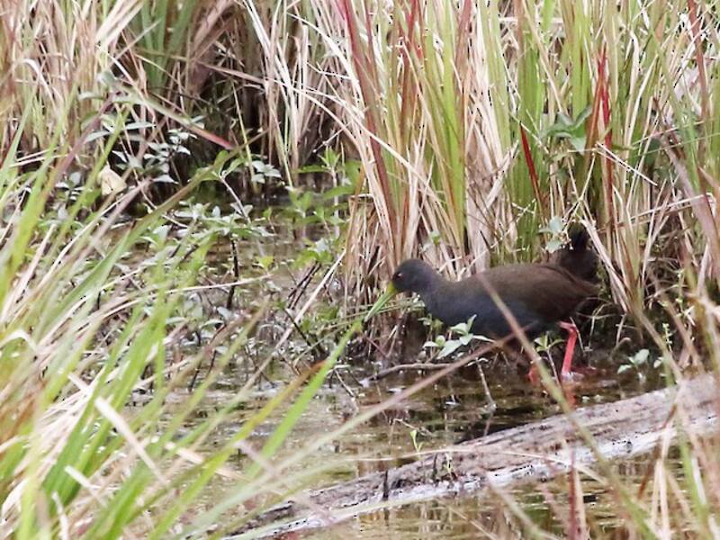 Blackish Rail