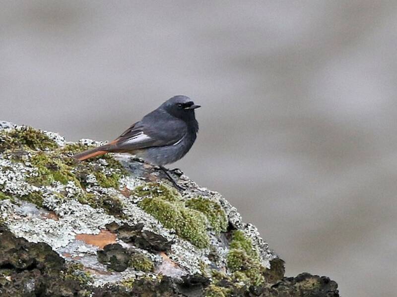 Black Redstart (Phoenicurus ochruros)
