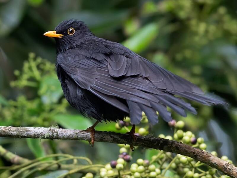 Tordo nero, Foto 4