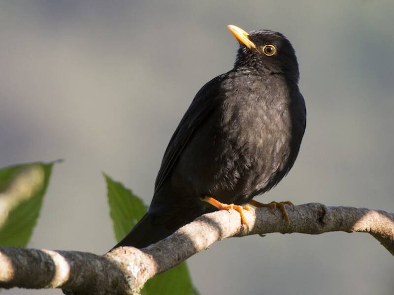 Tordo nero, Foto 3