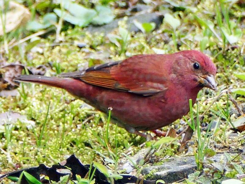 Blanford's Rosefinch, 照片 2