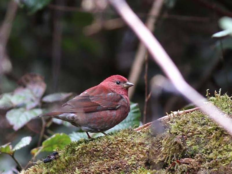 Blanford's Rosefinch, 照片 4