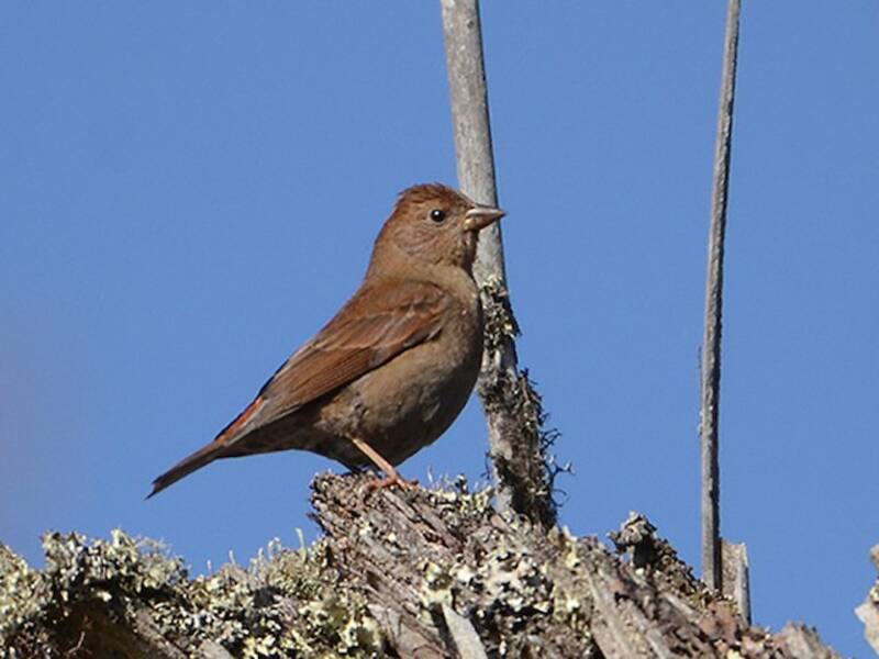 Blanford's Rosefinch, 照片 3