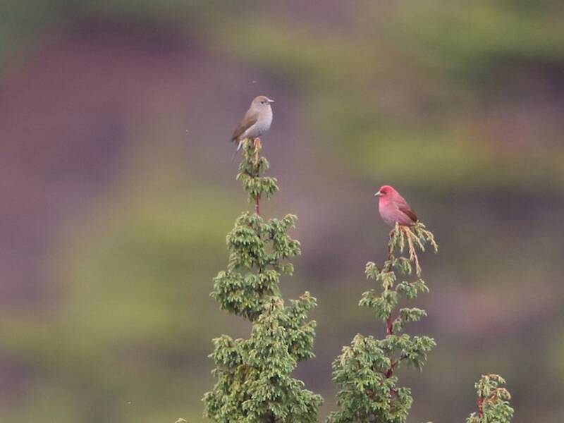 Blanford's Rosefinch