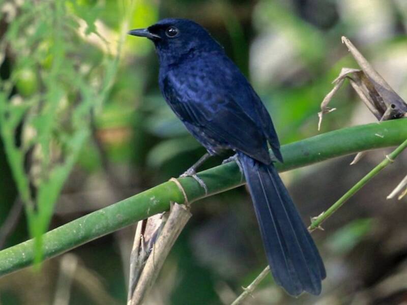 Black Shama