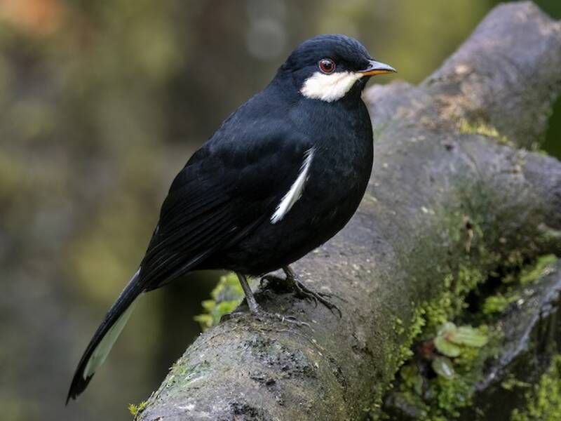 Black Solitaire