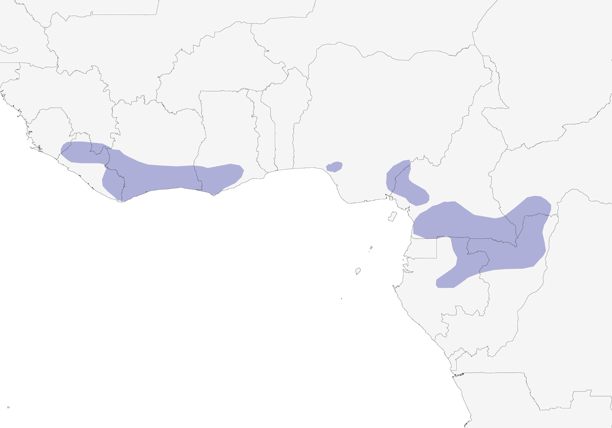 Colaespina Negra, Distribución 1