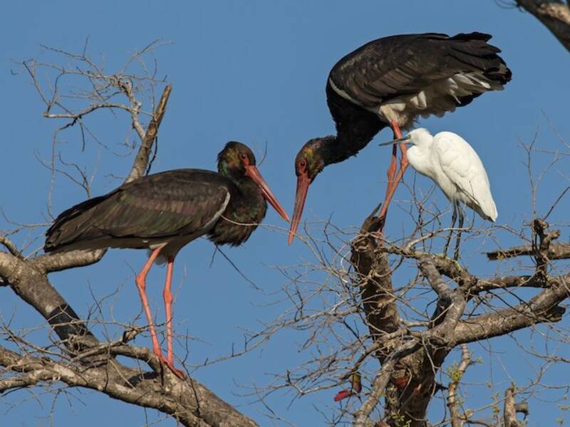 Black Stork (Ciconia nigra)