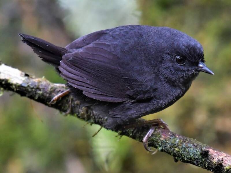 Tapaculo noirâtre, Photos 4