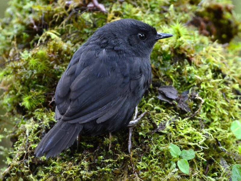 Schwärzlicher Tapaculo