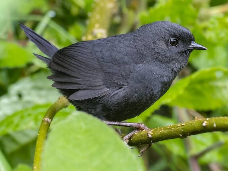 Tapaculo noirâtre, Photos 2
