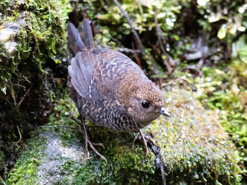 Tapaculo noirâtre, Photos 3