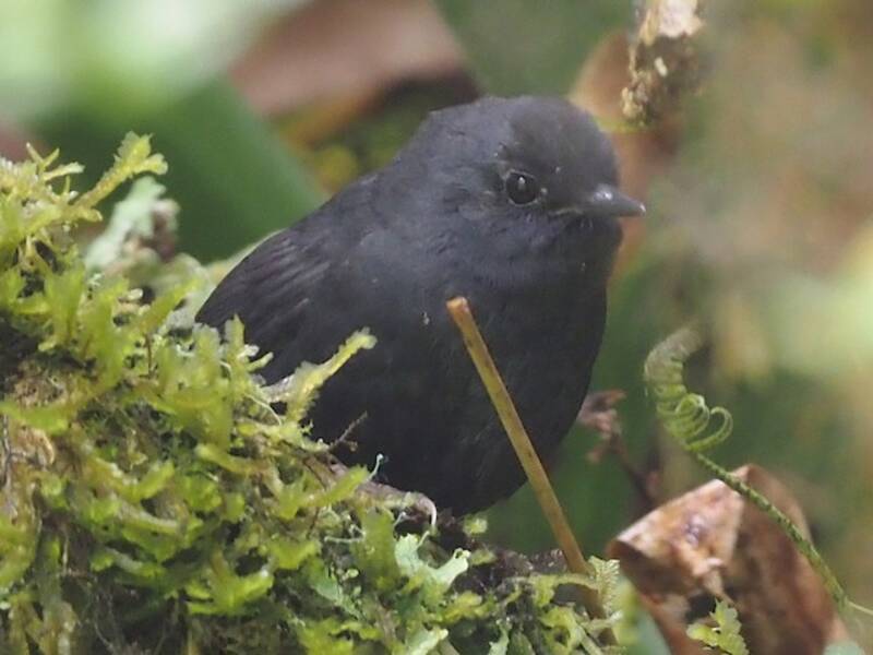 Tapaculo di Utcubamba, Foto 3