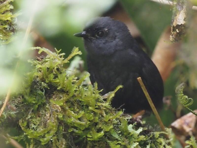 Utcubamba Tapaculo