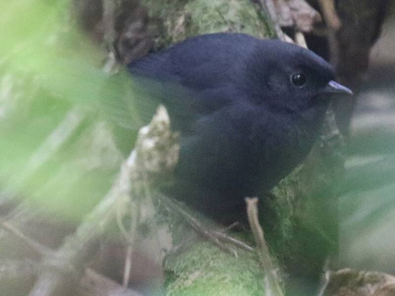 Tapaculo di Utcubamba, Foto 2