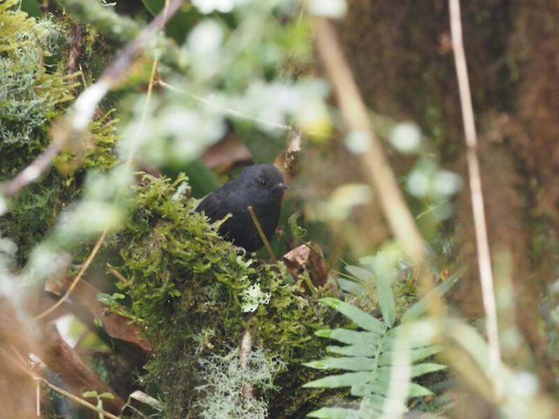 Tapaculo di Utcubamba, Foto 4