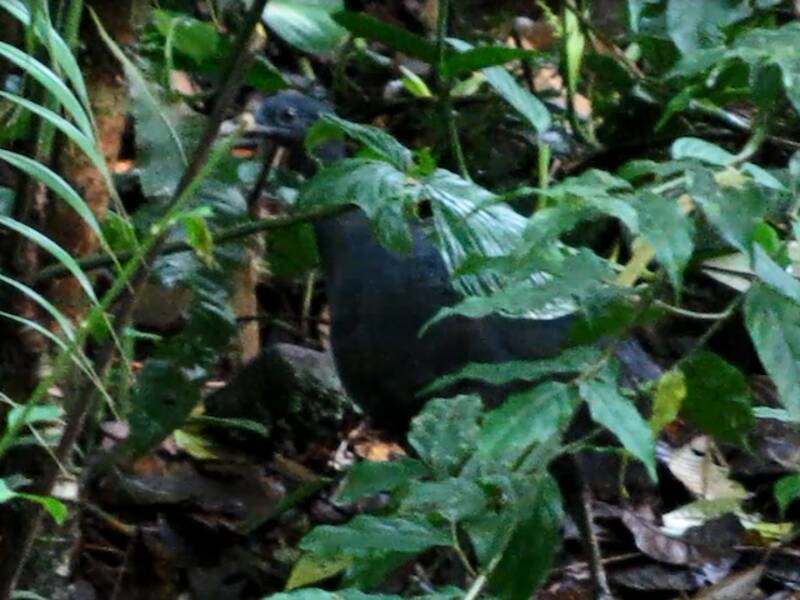 Tinamo nero