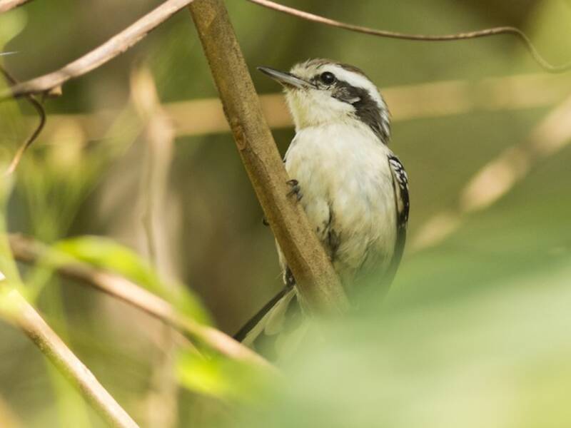 Mirmotera panciafosca, Foto 2