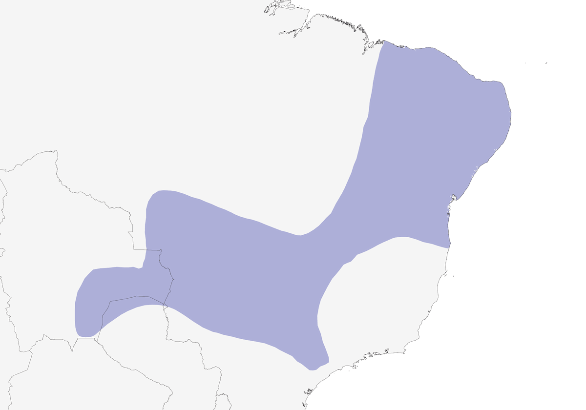 Mirmotera panciafosca, Distribuzione 1