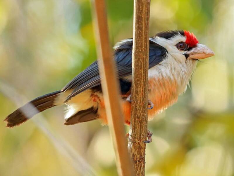 Barbet à dos noir, Photos 2