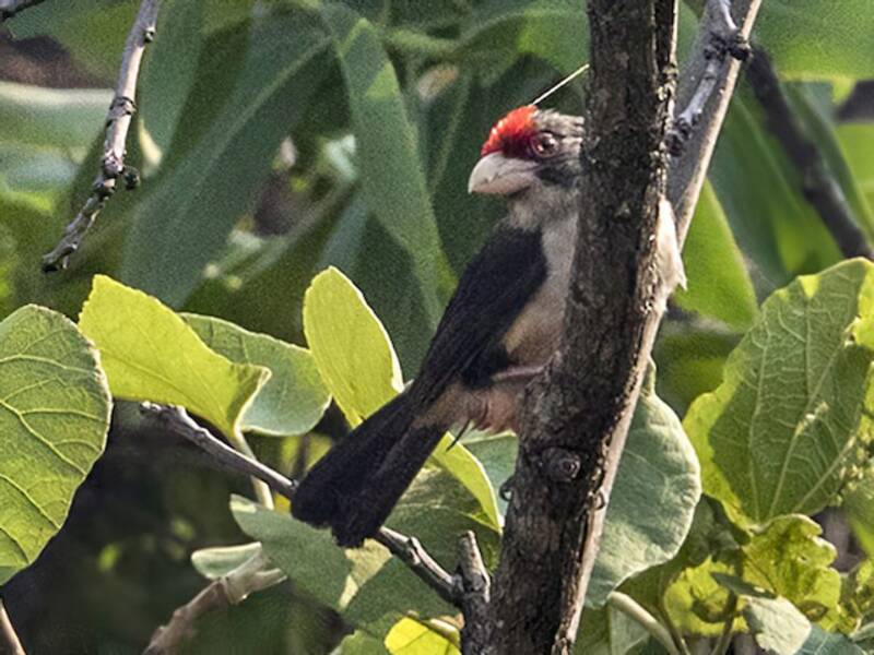 Barbet à dos noir, Photos 3