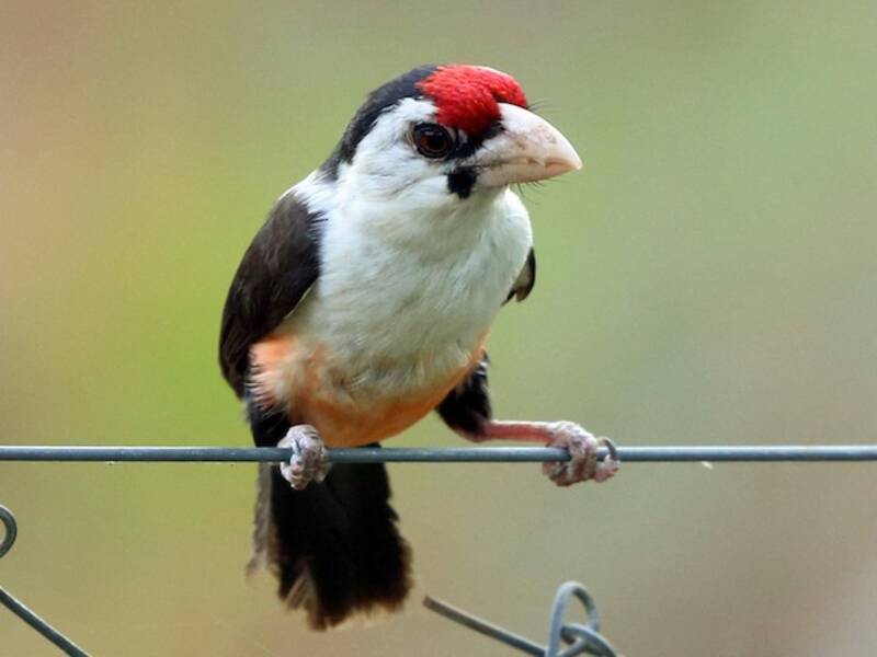 Barbet à dos noir, Photos 4