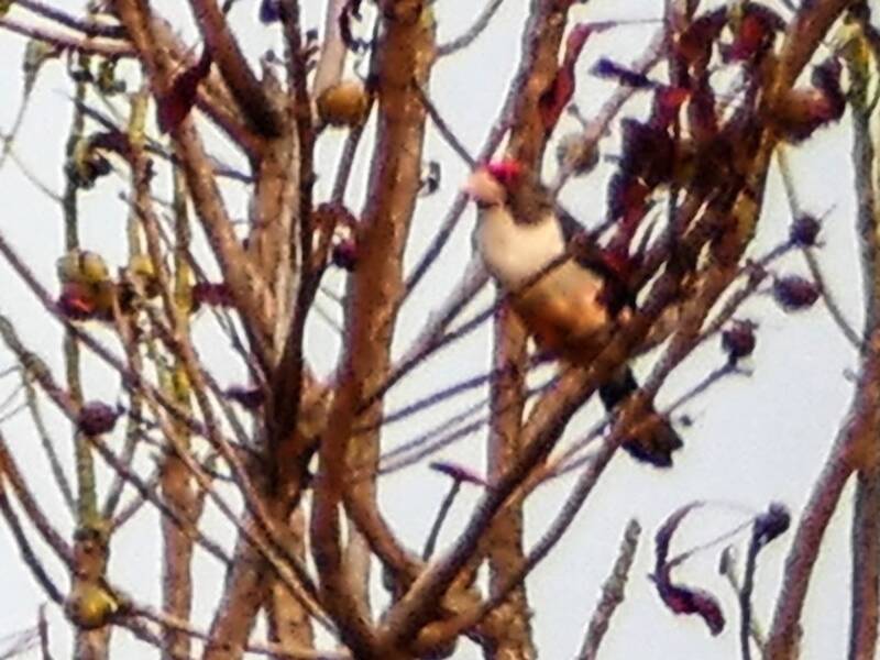 Barbet à dos noir