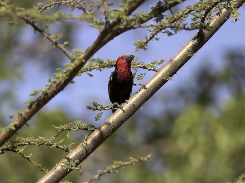 Schwarzschnabel-Bartvogel, Fotos 4