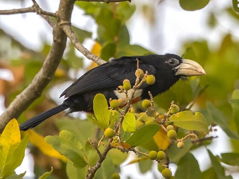 Barbet à poitrine noire, Photos 3
