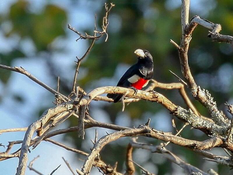 Barbet à poitrine noire, Photos 4